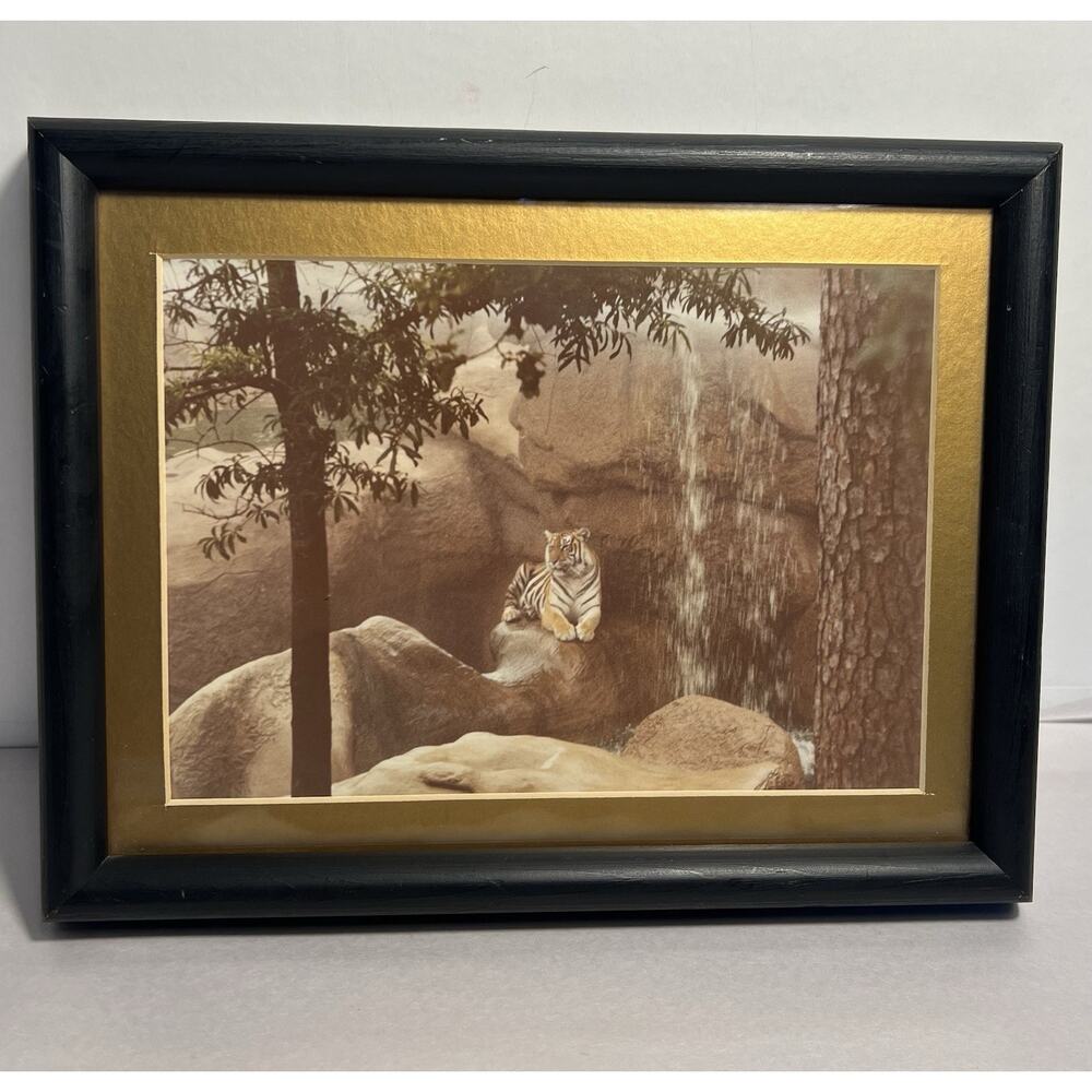 Vintage Photo Of Tiger At A Zoo Framed